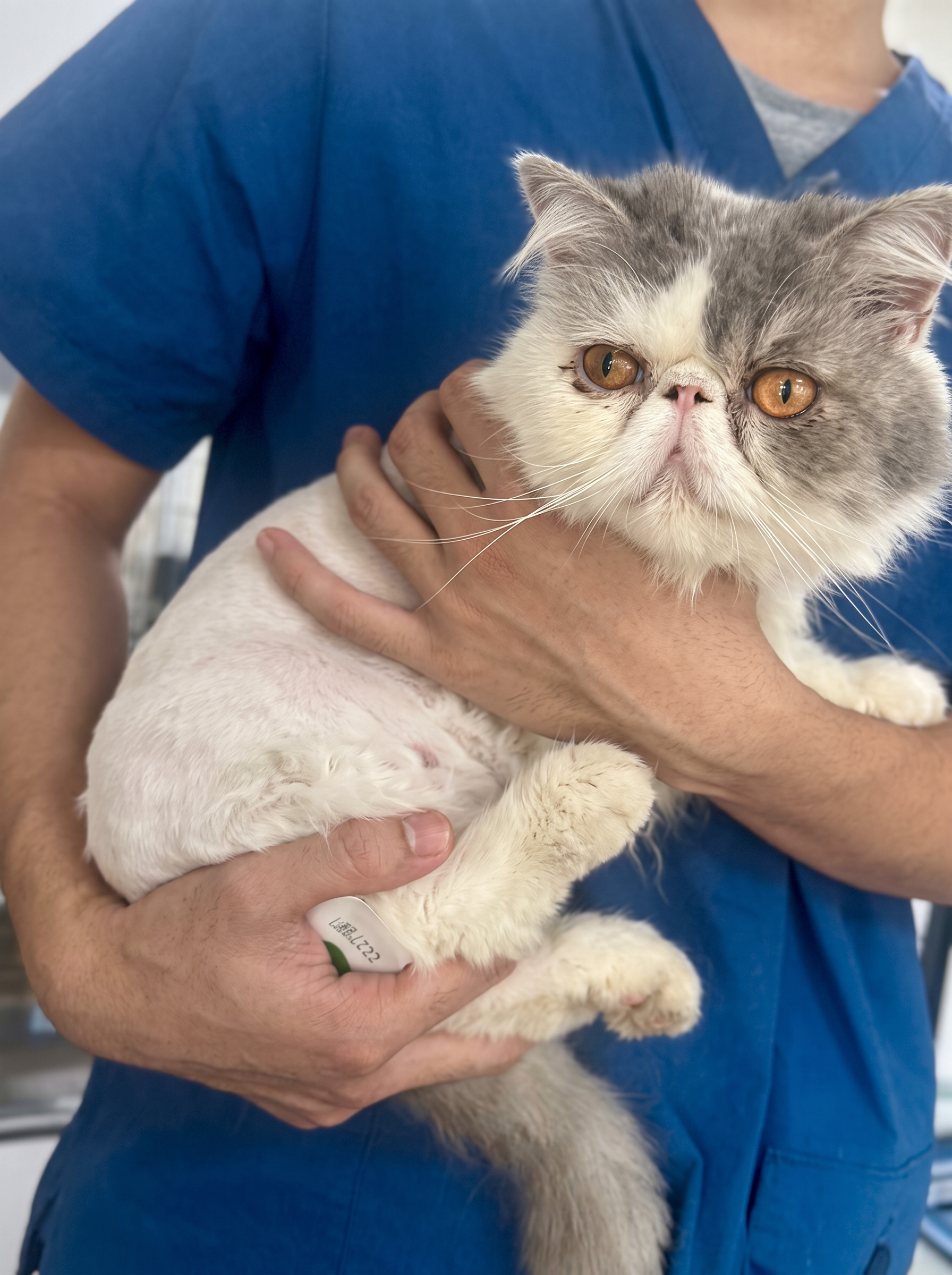 Rescued Exotic Shorthair cat held gently by a 7Paws caregiver